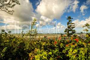 Baltic sea coast in autumn with planting of potato roses