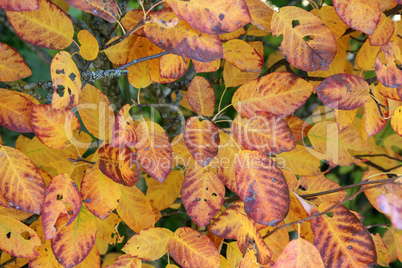 Red yellow leaves in the autumn forest