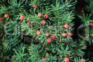 Taxus baccata European yew is conifer shrub