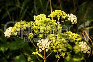 Angelica, medicinal herb with flower in summer