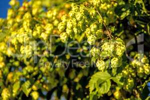 hop with ripe cones in summer