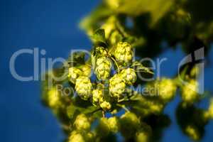 hop with ripe cones in summer
