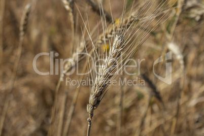 Golden wheat spike closeup ready for harvest growing in a field