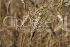 Golden wheat spike closeup ready for harvest growing in a field