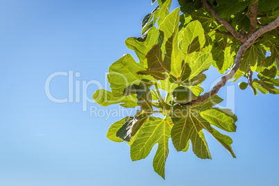 Fresh figs on the tree