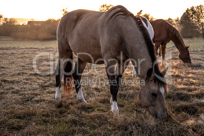 Tief im Gras