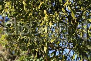 Hemiparasitic shrubs of mistletoe on tree branches