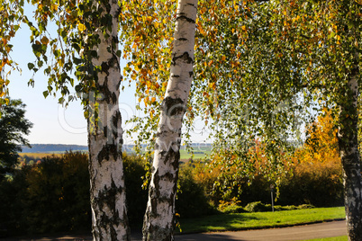 Two birch trees stand in the forest