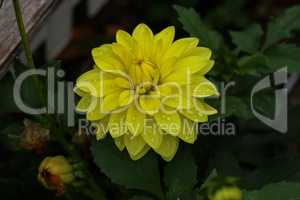 Yellow Color Dalia Flower In The Park