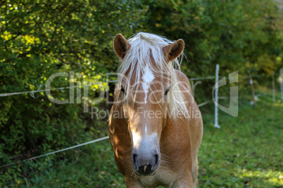 beautiful haflinger horse head portrait on the paddock