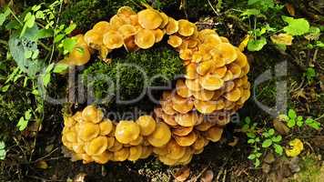 Yellow forest mushrooms grew around a stump