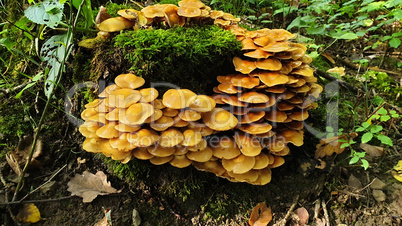 Yellow forest mushrooms grew around a stump