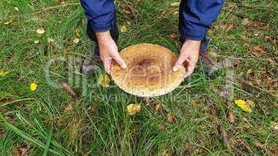 Mushroom with a big hat in the hands of a man