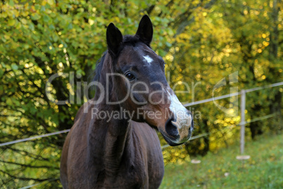 head portrait of a beautiful brown horse