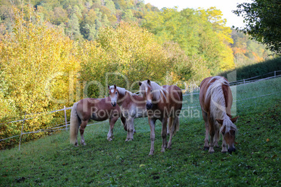 beautiful haflinger horses stand in the paddock