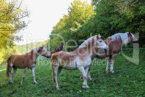 beautiful haflinger horses stand in the paddock