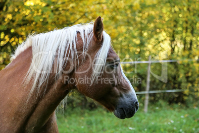 beautiful haflinger horse head portrait on the paddock