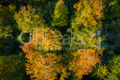 autumn forest with yellow leafes