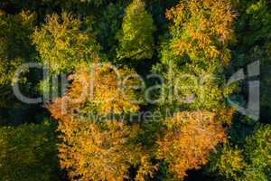 autumn forest with yellow leafes