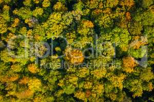 colorful treetops at autumn