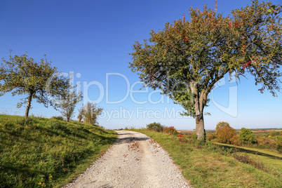 Autumn landscape with trees and a road