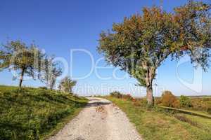 Autumn landscape with trees and a road