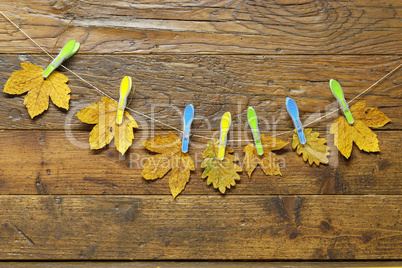 Yellow autumn leaves hanging on plastic clothespins