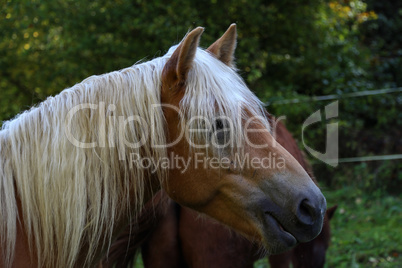 beautiful haflinger horse head portrait on the paddock