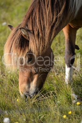 Island-Pony