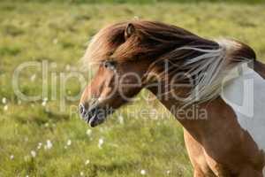 Island-Pony