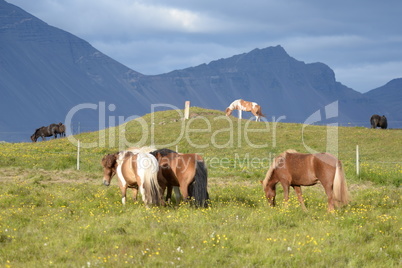 Island-Ponys