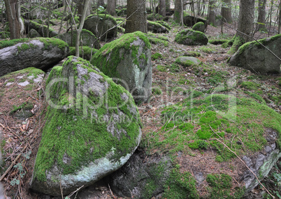 Felsen in einem Wald im Odenwald