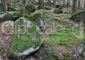 Felsen in einem Wald im Odenwald