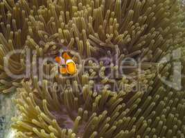 kleiner anemonenfisch
