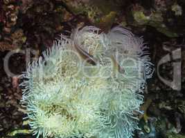 weisse anemone und anemonenfische