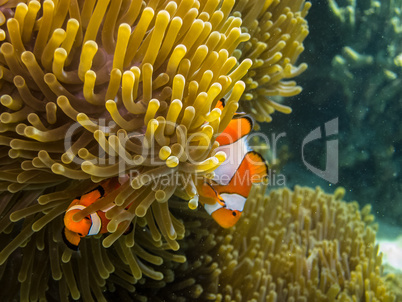 zwei kleine anemonenfische