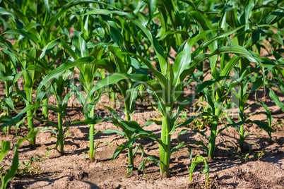 young corn seedlings on the field