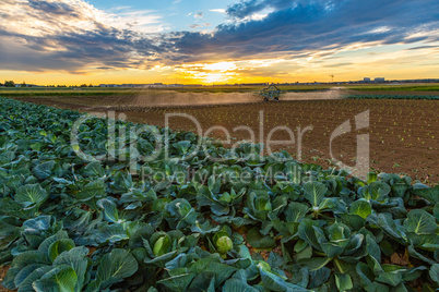 cabbage field gets artificial watering