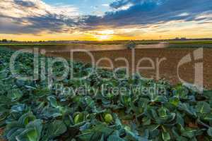 cabbage field gets artificial watering