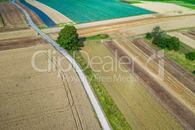 landscape with big tree and fields