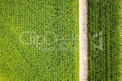 corn field seen from above