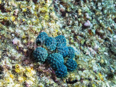 blaue runde korallen