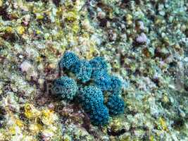 blaue runde korallen