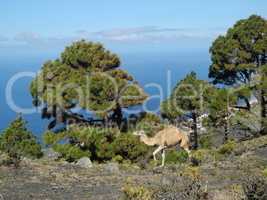 Dromedar auf La Palma