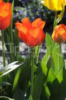 Tulpe