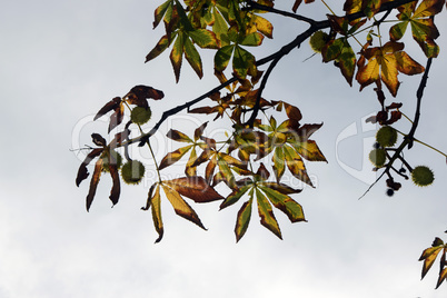 Rosskastanie im Herbst