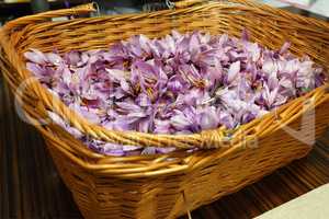 frisch geerntete Safranblüten