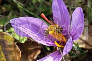 Biene auf einer Safranblüte