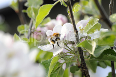 Hummel auf Apfelblüte