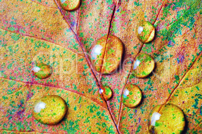 Autumn leaf, water drops